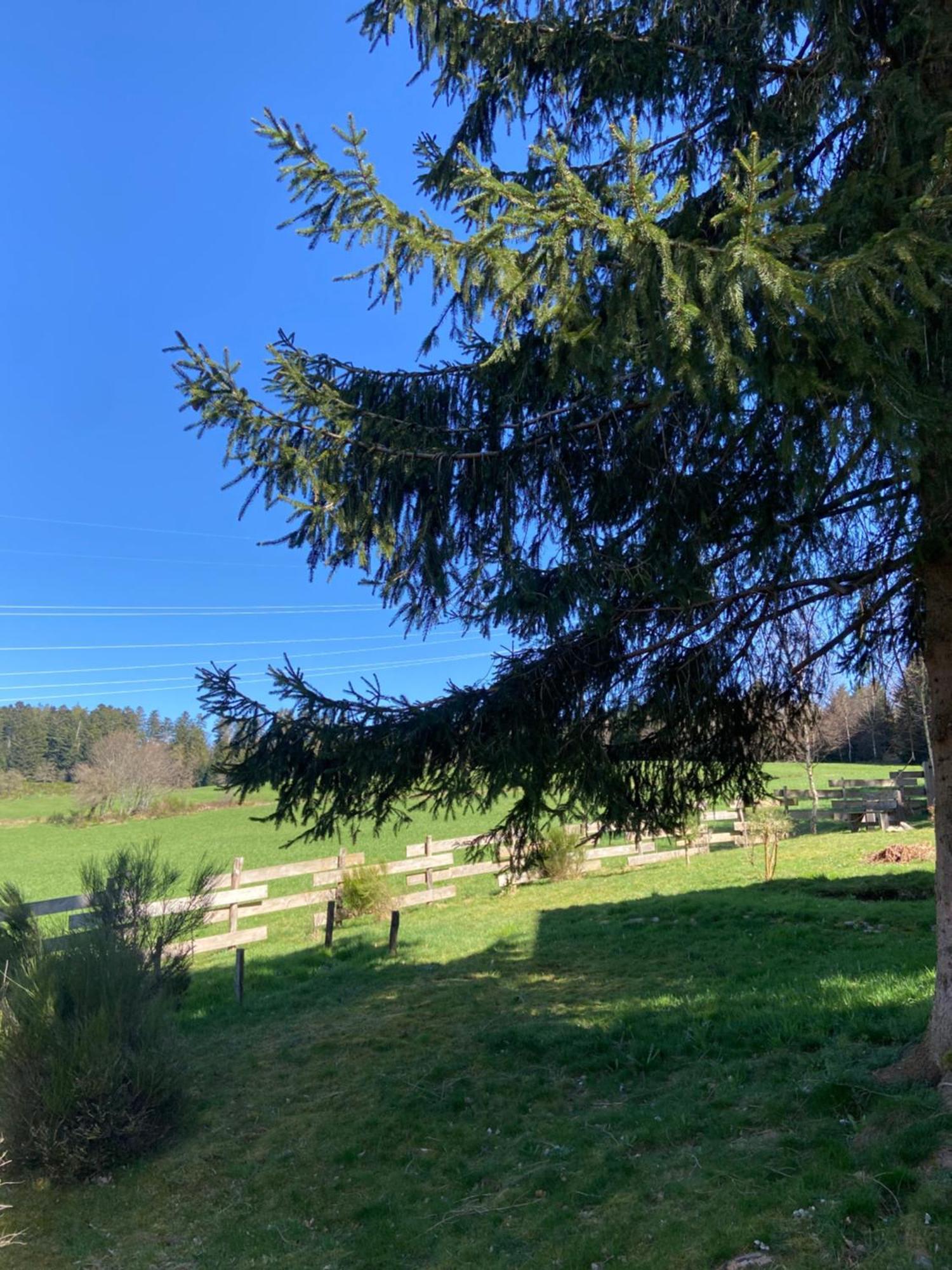 Chalet Authentique Au Calme, En Lisiere De Foret, Montagne, Sentiers 15Mn Gerardmer & Alsace "Chalet Mon Beau Sapin" Anould Εξωτερικό φωτογραφία